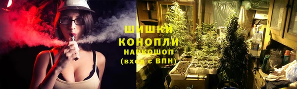 сатива Беломорск